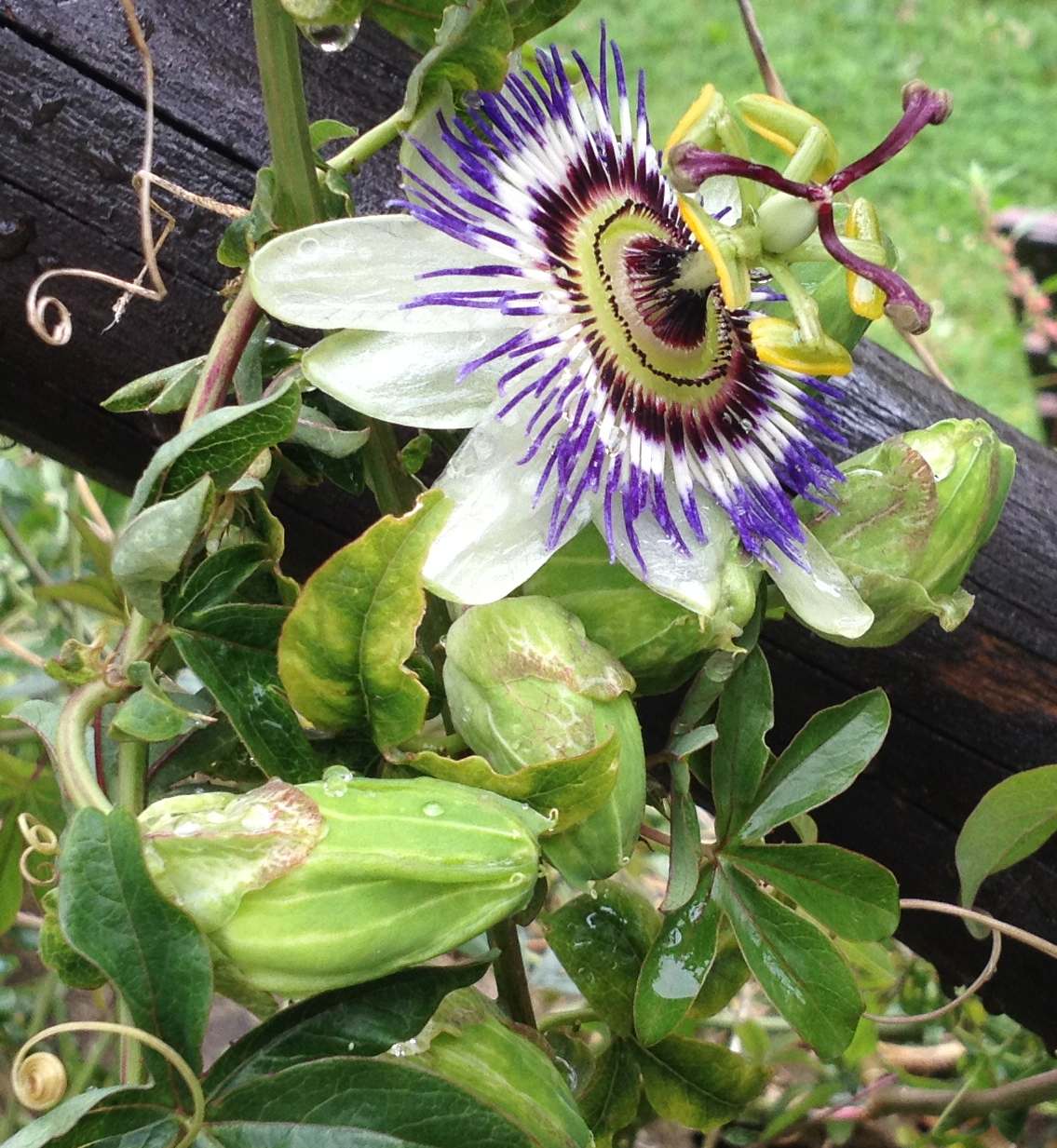 pianta ornamentale in quel di Valfabbrica PG